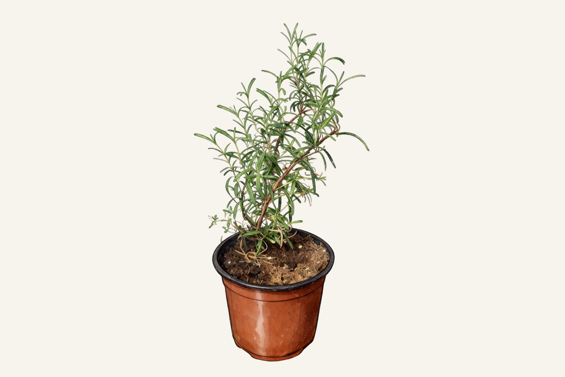 Rosemary Plant