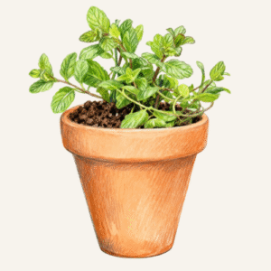Mint Herb Plant