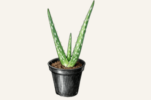 Aloe Vera Plant